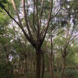 福建藍花楹 廣東藍花楹