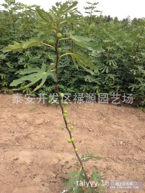 青皮无花果苗