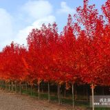 南京周邊美國(guó)紅楓樹(shù)哪里多潤(rùn)曉美國(guó)紅楓樹(shù)價(jià)格低廉