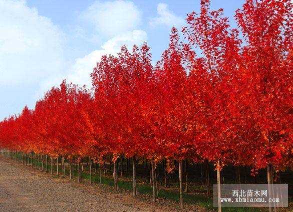 美國紅楓樹價格