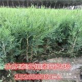 基地供应侧柏苗 地茎0.25公分、0.3公分侧柏苗 山东侧柏