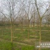 潤(rùn)曉烏桕樹(shù)種植基地范圍廣烏桕價(jià)格全國(guó)較低