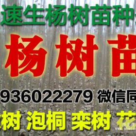 楊樹苗 速生楊樹苗 4公分以下騰地處理低價供應(yīng)大量出售