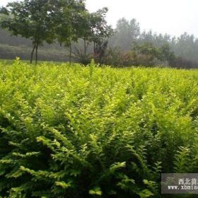 供应：水蜡苗  水蜡2-8年生 规格齐全！