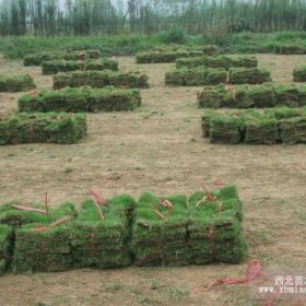 供应：草坪 草皮  百慕大 高羊茅 黑麦草 马尼拉