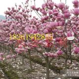 2018年紅花玉蘭主產(chǎn)區(qū)紅花玉蘭價格更新行情