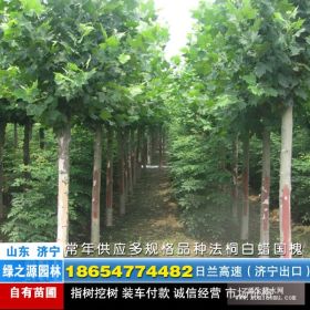 供应胸径14公分速生法桐一年帽法桐400棵