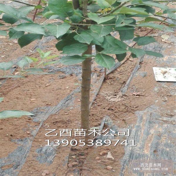 苹果树苗