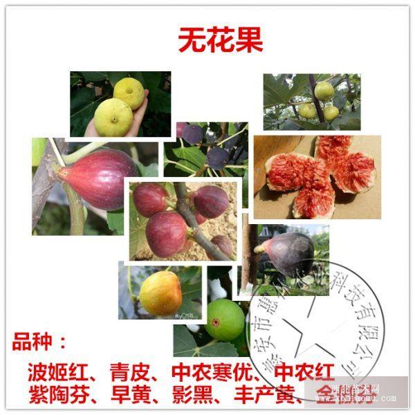 無(wú)花果樹苗