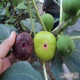 批发优质无花果树苗价格 种植无花果苗基地