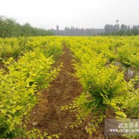 金葉榆接穗，紫葉稠李，草坪