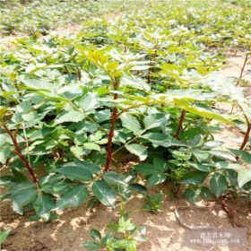 哪里出售花椒苗 花椒苗多少钱一棵 批发花椒苗基地