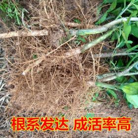 贛南臍橙苗 江西贛州紐荷爾臍橙果樹苗