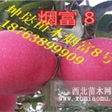 苹果树苗价格；2公分3公分4公分5公分苹果树苗价格