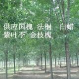 13公分白蠟帶直徑90公分土球原生冠價(jià)格