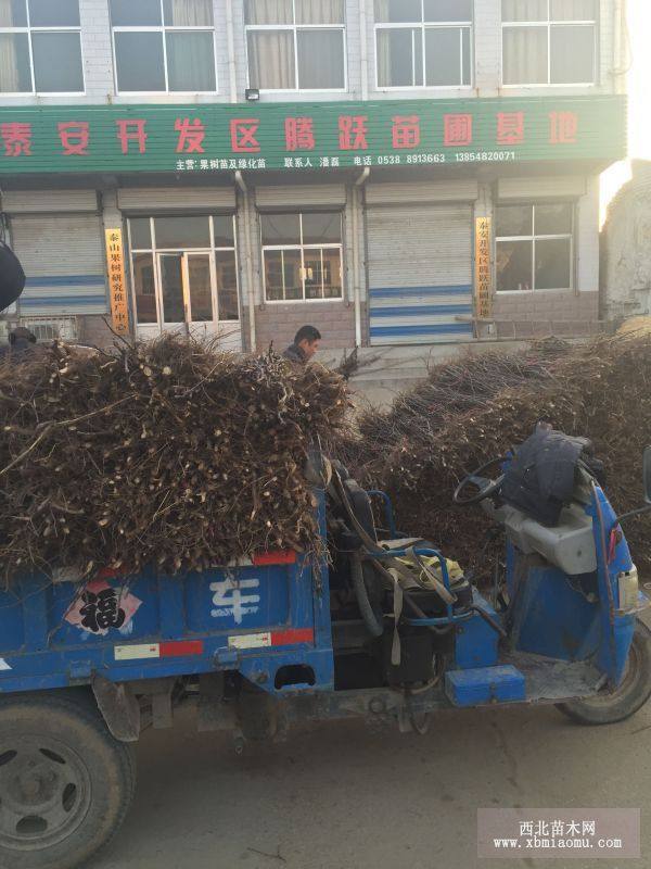 玉露香梨樹(shù)苗