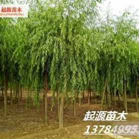 天津垂柳价格-天津垂柳基地-天津垂柳树苗-供应天津垂柳