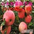 山東蘋果樹(shù)種植基地 3、5、8公分蘋果樹(shù)苗  蘋果小苗