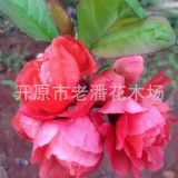 富貴王子海棠 重瓣大花 花期長(zhǎng)顏色好 基地批發(fā)價(jià)格