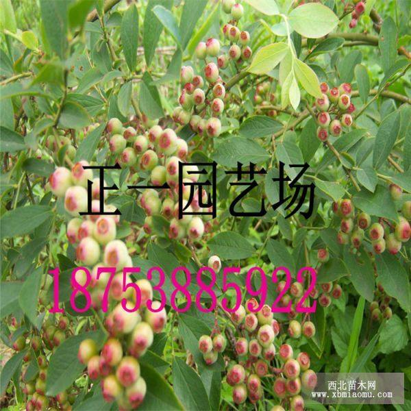 2年蓝莓树苗