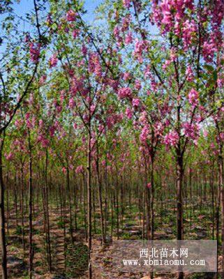 甘肅慶陽合水香花槐