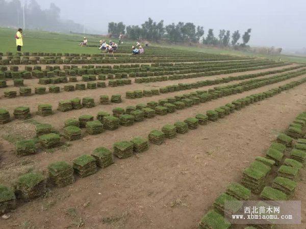 马尼拉草皮图片