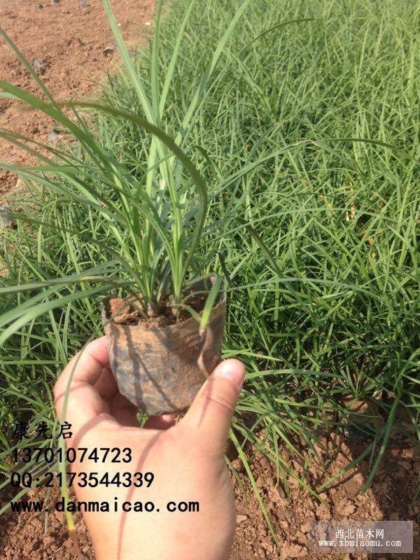 北方常綠草植草坪