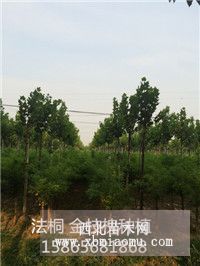 菏泽4公分金枝槐销售价格