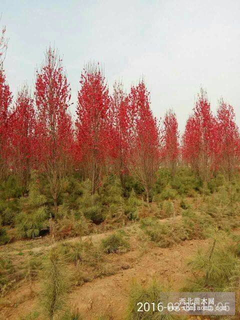 國旗紅龍柱碧桃