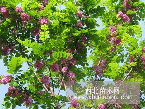 3公分香花槐价格，4--5--6公分香花槐价格