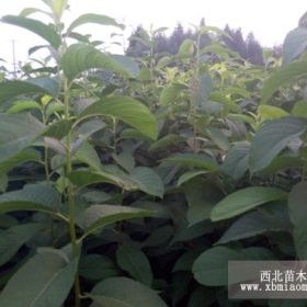 供應(yīng)1年生杜仲樹苗價格苗圃直銷杜仲樹苗