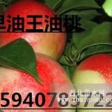 遼寧早油王桃苗 新品種 新價(jià)格 口味好