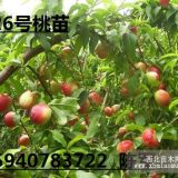 桃苗價(jià)格 126號(hào)桃苗 大棚油桃苗126近價(jià)格