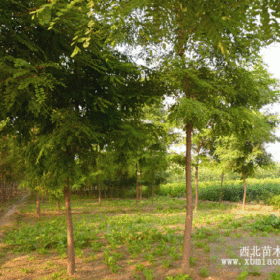 刺槐_红花刺槐_香花槐基地