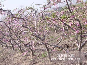 占地桃樹(shù)