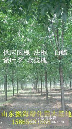 速生白蜡树