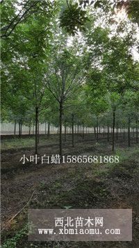 13公分速生白蜡种植基地超低价销售