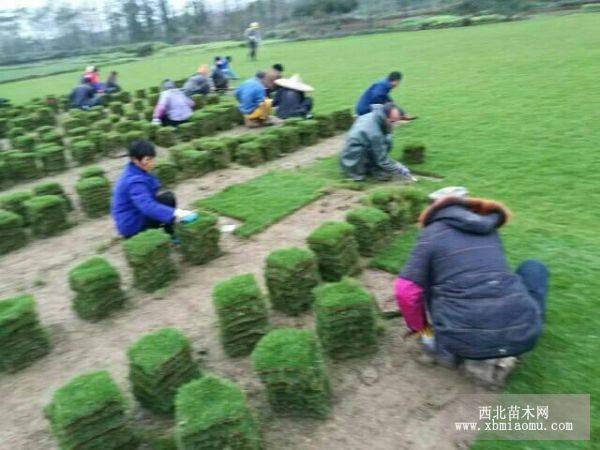 赣州马尼拉草坪