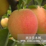 紅梨樹苗銷售 滿天紅紅梨樹苗價(jià)格