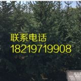 甘肃云杉树苗-甘肃千亩云杉树苗基地