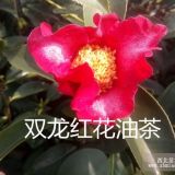 紅花油茶小苗紅花油茶大苗