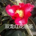 紅花油茶小苗紅花油茶大苗