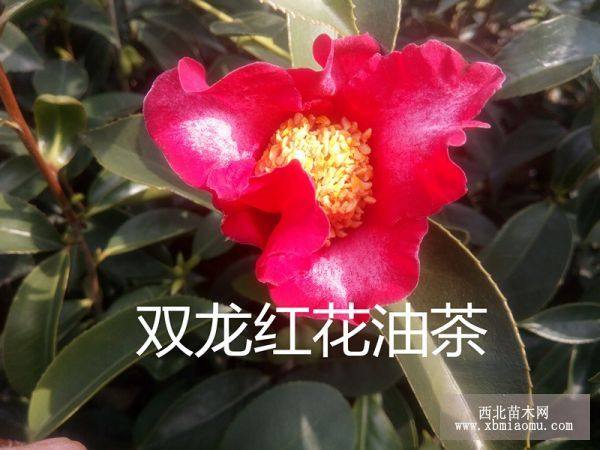 紅花油茶