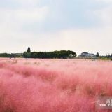 青州粉黛乱子草小苗花海河北石家庄沧州衡水