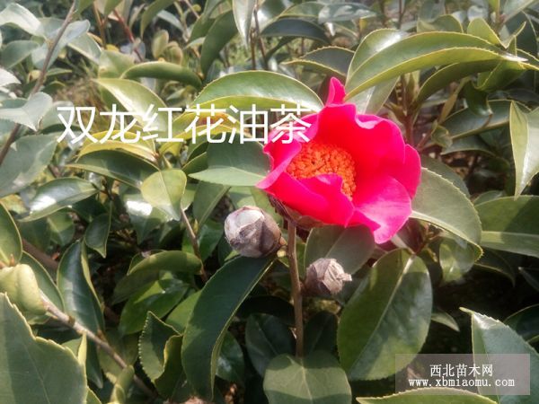 红花油茶苗