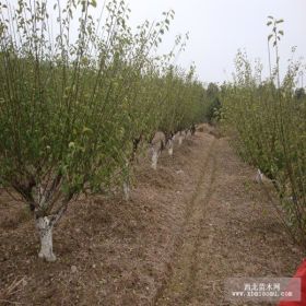 红梅_红梅基地_红梅价格