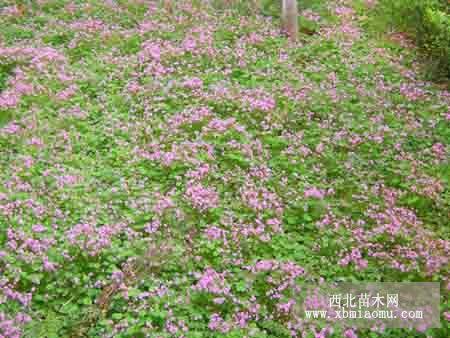 紅花酢漿草