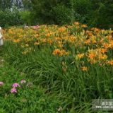 大花萱草_大花萱草基地