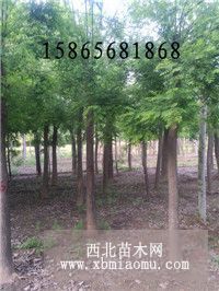 7公分國槐樹種植苗圃