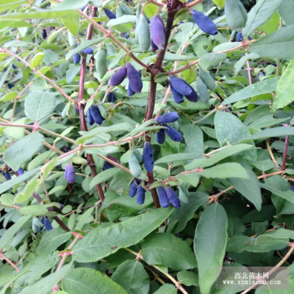 藍靛果 樹苗 山茄子